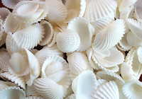 100 Floating White Seashells-White Coral Reef-Pearls-Vivid Aqua Sea Color Gels-Fills 4 Med Size Vases-With Exclusive Measured Floating Gels Prep Bag-Option of 3 Submersible Fairy Lights Strings